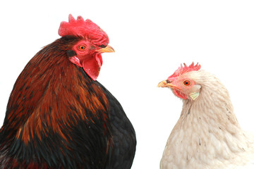 Rooster and chicken.