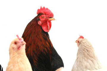 Rooster and chicken.