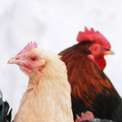 Rooster and chicken.