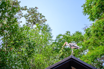 Close up pelican bird at the national park.