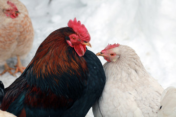 Rooster and chicken.