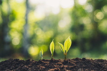 Growth Trees concept in the nature morning light and background Beautiful green