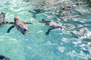 Fototapeta premium Close up swimming penguins at the sea.
