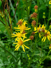 Blooming flowers in summer