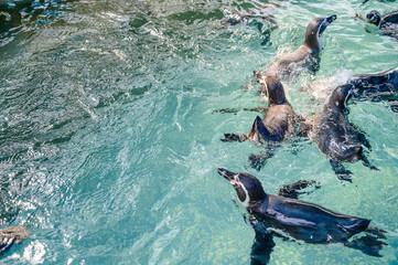 Close up swimming penguins at the sea.