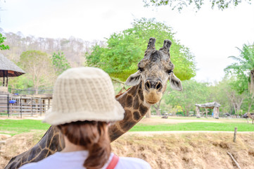 Naklejka premium Close up giraffe at the zoo.