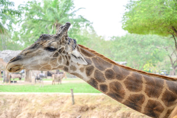 Close up giraffe at the zoo.
