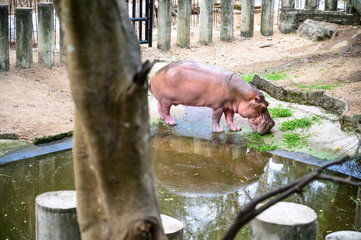 Close up hippopotamus at the zoo.