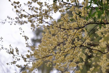 Wild pepper(Litsea cubeba) flower bloom, spire stone in Hsinchu, Taiwan