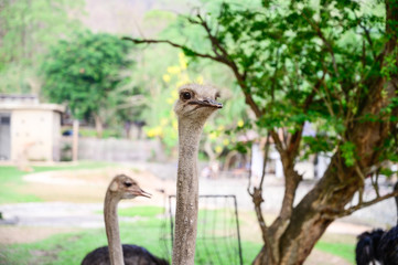 Close up ostrich at the national park.