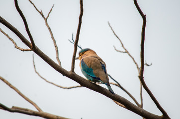 Indian roller 