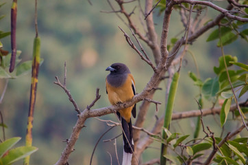 Rufous treepie