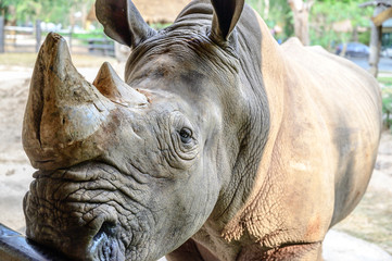 Fototapeta premium Close up .rhino at the zoo.