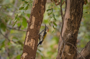 Woodpeckers and allies 