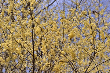 Fototapeta premium Wild pepper(Litsea cubeba) flower bloom, spire stone in Hsinchu, Taiwan