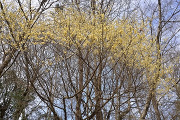 Wild pepper(Litsea cubeba) flower bloom, spire stone in Hsinchu, Taiwan