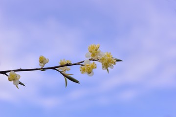 Wild pepper(Litsea cubeba) flower bloom, spire stone in Hsinchu, Taiwan
