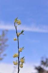 Wild pepper(Litsea cubeba) flower bloom, spire stone in Hsinchu, Taiwan