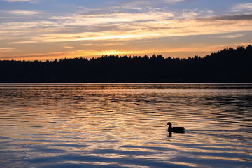 Sunset and Duck 
