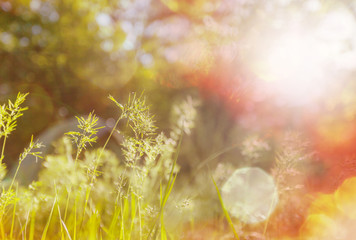 Sunny meadow