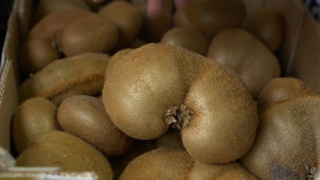 A man chooses a fruit of kiwi butterfly variety, close-up, slow motion, background