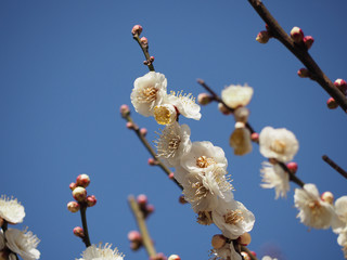 八重の白梅