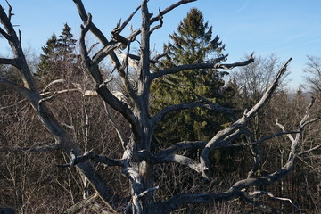 Dead tree