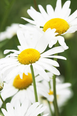 Daisy field in summer