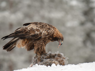 Golden eagle rips pieces of meat from icy carcass of a deer in snowfall