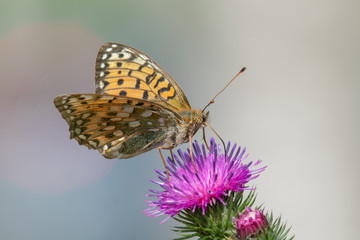 Dark green fritillary (Argynnis aglaja) feeding nectar from a thistle