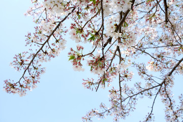 Cherry blossom, Tokyo, Japan 