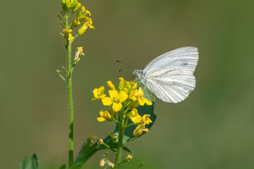 Green-veined white (Pieris napi) feeding nectar from a forest buttercup