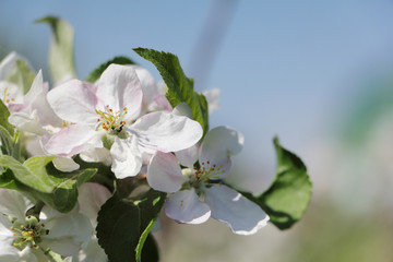 Apple flowers in spring in the garden