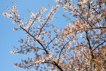 The spring season, Sakura booming in Kyunghee University ,Seoul, Korea. 