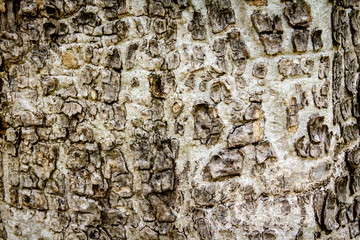 Old bark pattern, white color, background