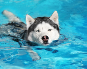 A mature Siberian husky male dog is swimming in a pool. He has grey and white fur and amazing blue eyes. The water has an azure and blue color, with waves and splashes. It's a sunny summer day.