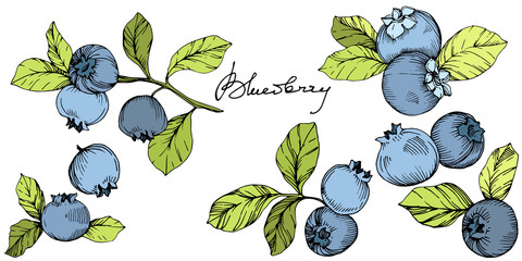 Vector Blueberry green and blue engraved ink art. Berries and green leaves. Isolated blueberry illustration element.