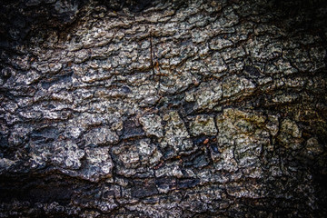 Old bark pattern, white color, background