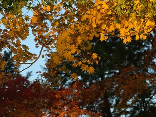 紅葉　ライトアップ　イルミネーション