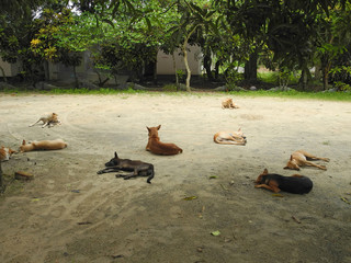 Resting dogs in India, Kerala, Trivandrum