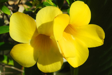 Tropical plant Turner (Turnera diffusa) with yellow flowers, Kerala, Kochi
