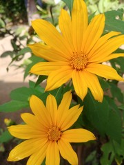 Beutyful sunflower in the morning