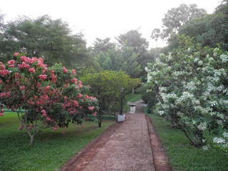 Garden with colorful flowers in the trees, Kerala, Trivandrum district