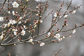 白梅
