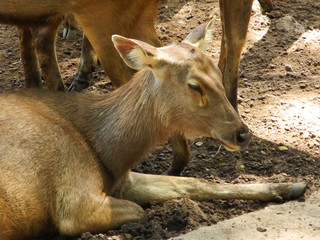 Brown cloven, Kerala, Trivandrum