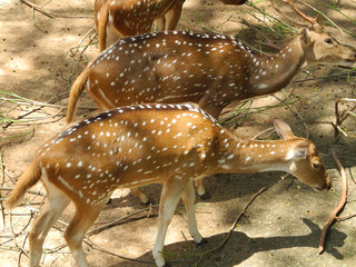 Brown clovens, Kerala, Trivandrum