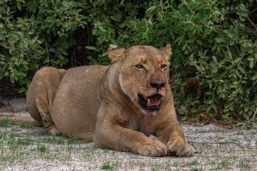 Naklejka na ściany i meble The Savuti North Pride lions roam in the Chobe National Park Botswana.