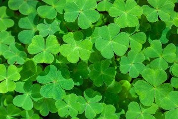 Natural green background with fresh three-leaved shamrocks.  St. Patrick's day holiday symbol.  Top View.