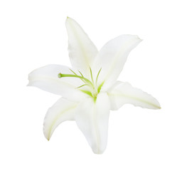 Fototapeta na wymiar White lily isolated on a white background. Lilium Hybrid - Universe.