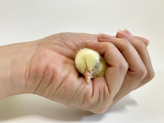 The beautiful woman's hand is squeezing a little chick isolated on white background